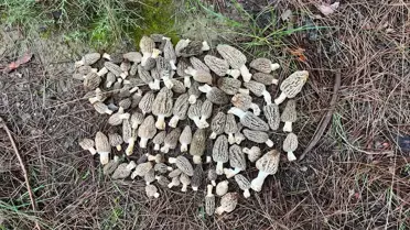 Kuzugöbeği Mantarında Toplama Sezonu Başladı