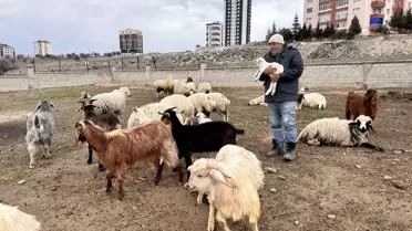 Yabani Hayvan Saldırısı: 6 Keçi Telef Oldu