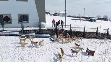 Kayseri'de Sokak Hayvanlarına Yem Bırakıldı