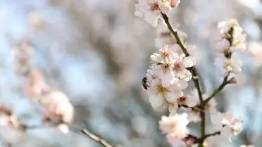 Kırklareli'de Badem Ağaçları Çiçek Açtı