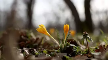 Istranca Dağları'nda Bahar Ziyafeti