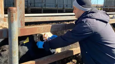 Kırklareli'nde Büyükbaş Hayvanlara Aşı