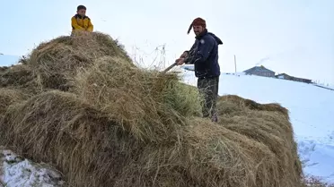Kışın Zorluklarına Rağmen Hayvancılığı Sürdürüyorlar