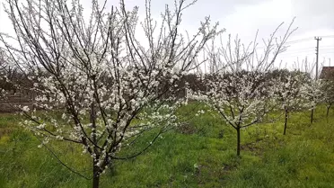 Karamürsel'de Erik Ağaçları Çiçek Açtı