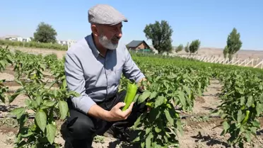 Ücretsiz Biber Tohumu Desteği