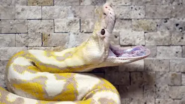 Konya'da Albino Pitonlar İlgi Odağı
