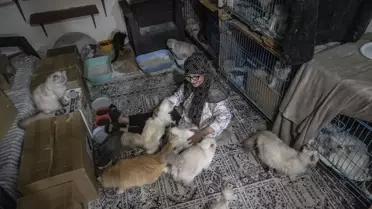 Kedileri İçin Savaştı