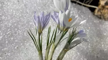 Doğanşehir'de Çiğdem Çiçekleri Açtı