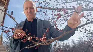 Kale'de Kayısı Ağaçları Çiçek Açtı