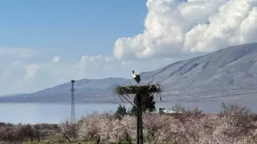 Leylekler Kale'ye Döndü