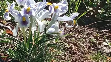 Nevruz Çiçekleri Malatya'da Açtı