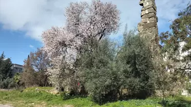 Side'de Badem Ağaçları Çiçek Açtı