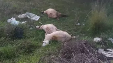 Rüzgar 3 kuzuyu telef etti