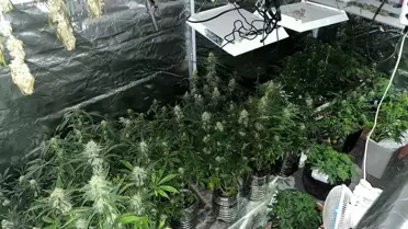 Manisa'da Kenevir Üretimi: 2 Gözaltı