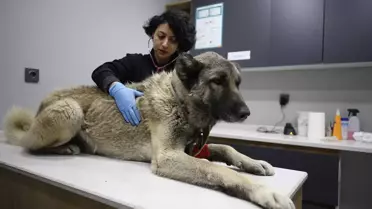 Manisa'da Taşkından Kurtarılan 3 Köpek Bursa'da