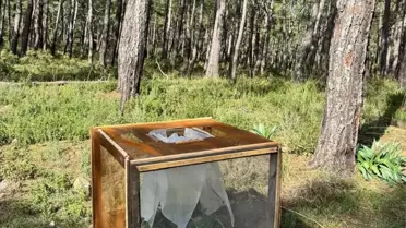 Marmaris'te Çam Kese Böceğiyle Mücadele