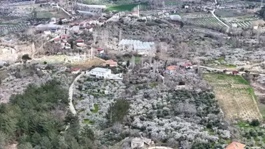 Mersin'de Erik Ağaçları Bahara Merhaba Dedi