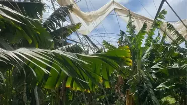 Silifke'de Dolu ve Fırtına, Tarım Alanlarına Zarar Verdi