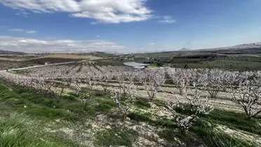 Mut'ta Kayısı Ağaçları Çiçek Açtı