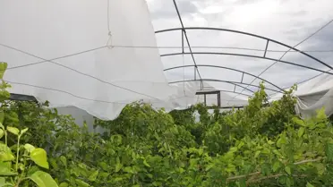 Silifke'de Rüzgar ve Dolu Seralara Zarar Verdi