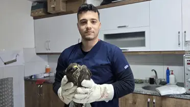 Yaralı Şahin Tedavi Altına Alındı