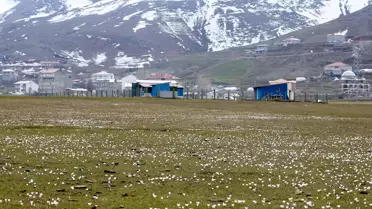 Muş Ovası'nda Çiğdemler Açtı