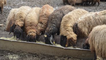 Muş'ta Zorlu Kış Şartlarında Besicilik