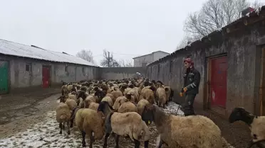 Muş'ta Hayvancılık Destekleri Arttı