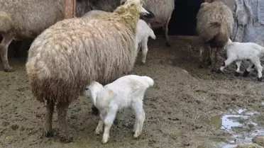 Muş'ta Kuzu ve Oğlak Doğumları Artıyor