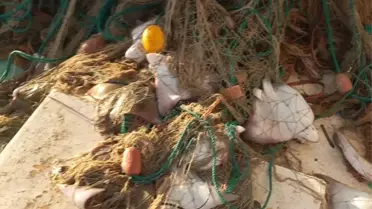 Antalya'da Boğa Vatozu Sürüsü Yakalandı