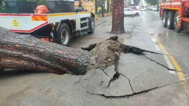 Ödemiş'te Ağaç Devrildi, Okul Duvarı Hasar Gördü