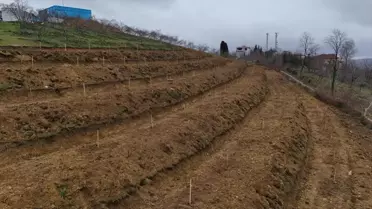 Fındıkta Verim Artışı İçin Yeni Uygulamalar