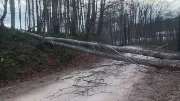Ordu'da Fırtına 11 Evin Çatısını Uçurdu
