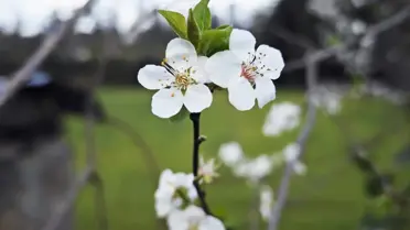 Samsun'da Erik Ağaçları Şubat'ta Çiçek Açtı