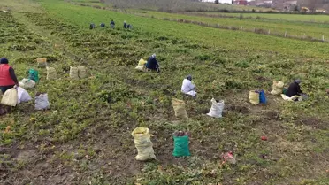 Alaçam'da Bedeş Turpu Hasadı Devam Ediyor