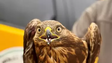 Yaralı Kızıl Şahin Tedavi Altına Alındı