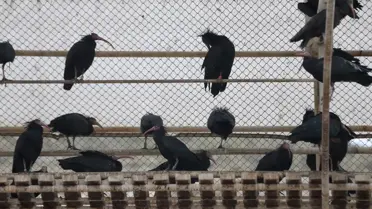 Birecik'te 277 Kelaynak Doğaya Salındı