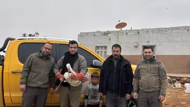 Yaralı Leylek Tedavi Altına Alındı