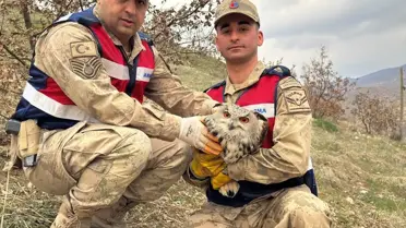 Yaralı Kulaklı Orman Baykuşu Koruma Altında