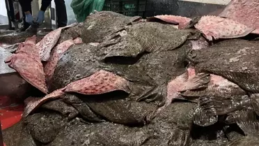 Sinop'ta Kaçak Avcılığa Ceza