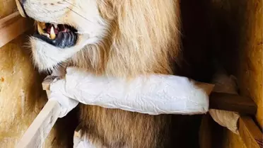 Trabzon Limanı'nda Yaban Hayvanı Kaçakçılığına Darbe