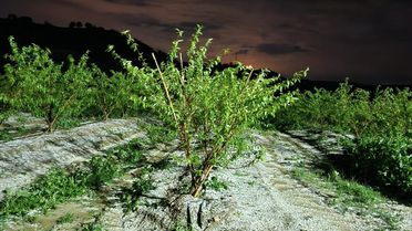 Tarsus'ta Dolu Zarar Verdi