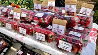 Tarsus'ta Topraksız Tarım ile Çilek Hasadı Yapıldı