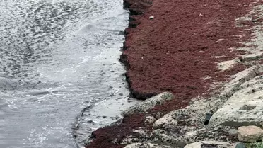 Tekirdağ Kıyılarında Kırmızı Yosun Alarmı