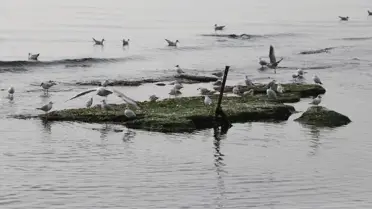 Tekirdağ'da Deniz Suyunda Çekilme