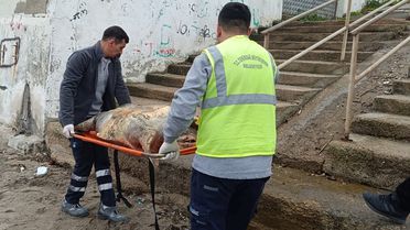 Tekirdağ'da Ölü Caretta Caretta Bulundu