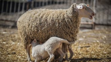 Karacabey'de 11 Bin Kuzu Bekleniyor