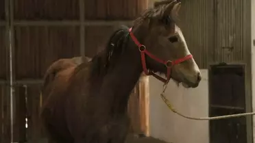 Ne otel de ne de şirket! Yanlış duymadınız, TMSF bu kez at satıyor