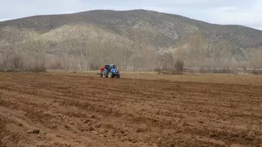 Tokat Sarımsağında Verim Artışı Hedefi