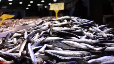 Trabzon'da Hamsi ve İstavrit 100 Lira